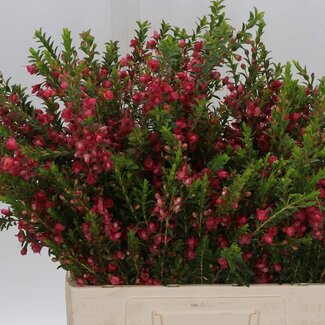 Freshy Chamelaucium Waxflower “My Sweet 16” | Kleur: Wit | Lengte ± 50 centimeter | Gewicht ± 20 gram per tak | Per 25 stelen