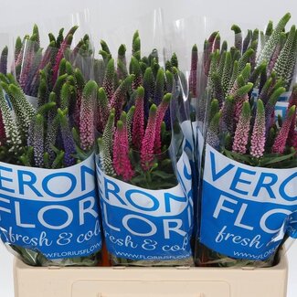 Freshy Veronica Smart Col Gemengd