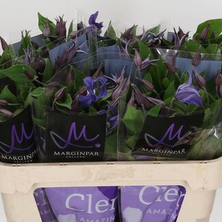 Freshy Clematis Blue Pirouette