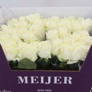 Freshy Grootbloemige Roos “Avalanche Masterpiece” | Kleur: Wit | Lengte ± 60 centimeter | Per 20 stelen