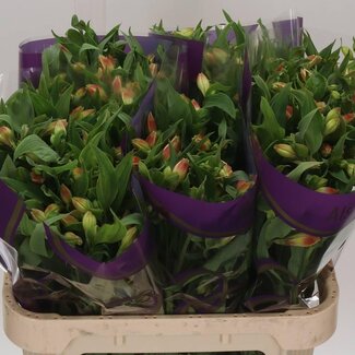 Freshy Alstroemeria “Bali” | Kleur: Geel | Lengte ± 75 centimeter | Gewicht ± 70 gram per tak | Per 10 stelen