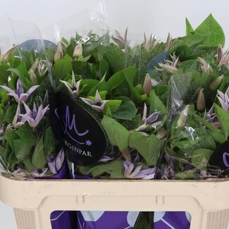 Freshy Clematis “Amazing Miami” | Kleur: Blauw | Lengte ± 70 centimeter | Per 10 stelen