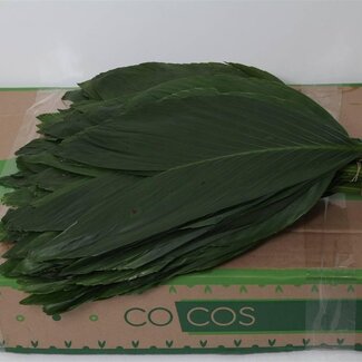 Freshy Conifeer “Rabbit Medium” | Kleur: Groen | Lengte ± 40 centimeter | Per 5 bossen