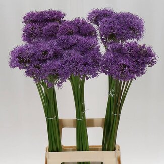 Freshy Allium Sierui “Gladiator” | Kleur: Paars | Lengte ± 80 centimeter | Per 10 stelen