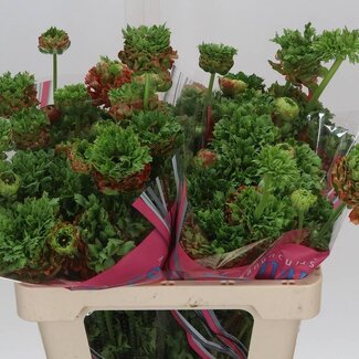 Freshy Ranunculus Ranonkel “Brushmark Braga” | Kleur: Gemengde Kleuren | Lengte ± 50 centimeter | Gewicht ± 30 gram per tak | Per 10 stelen
