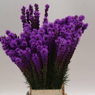 Freshy Liatris Callilepis Lampenpoetser | Kleur: Paars | Lengte ± 80 centimeter | Per 10 stelen