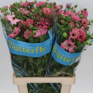 Freshy Ranunculus Ranonkel Butterfly “Isis” | Kleur: Roze | Lengte ± 70 centimeter | Gewicht ± 65 gram per tak | Per 10 stelen