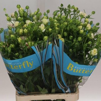 Freshy Ranunculus Ranonkel Butterfly “Ariadne” | Kleur: Wit | Lengte ± 70 centimeter | Gewicht ± 60 gram per tak | Per 10 stelen