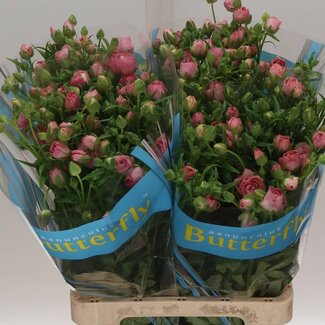 Freshy Ranunculus Ranonkel Butterfly “Hera” | Kleur: Roze | Lengte ± 70 centimeter | Gewicht ± 65 gram per tak | Per 10 stelen