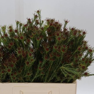 Freshy Leucadendron “Jubilee Crown” | Kleur: Groen | Lengte ± 60 centimeter | Per 50 takken