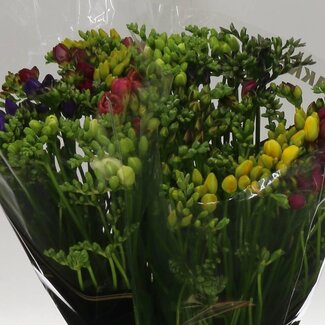 Freshy Dubbelbloemige Freesia “Gemengd” | Kleur: Gemengde Kleuren | Lengte ± 54 centimeter | Gewicht ± 24 gram per tak | Per 50 stelen