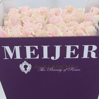 Freshy Grootbloemige Roos “Sweet Avalanche” | Kleur: Roze | Lengte ± 70 centimeter | Per 20 stelen