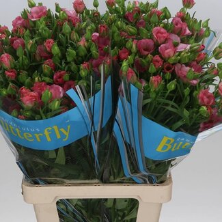 Freshy Ranunculus Ranonkel Butterfly “Lycia” | Kleur: Roze | Lengte ± 70 centimeter | Gewicht ± 70 gram per tak | Per 10 stelen