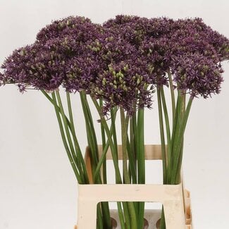 Freshy Allium Sierui “Miami” | Kleur: Paars | Lengte ± 70 centimeter | Per 10 stelen