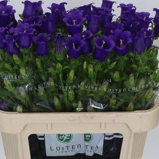 Freshy Campanula M Champion Blue