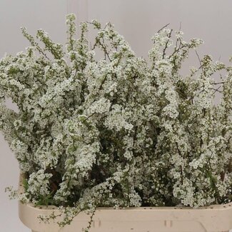 Freshy Spiraea C Grefsheim Bio
