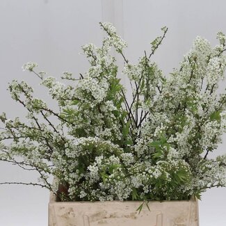 Freshy Spiraea C Grefsheim Bio