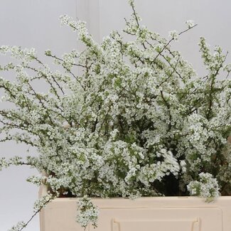 Freshy Spiraea C Grefsheim Bio