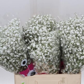 Freshy Gypsophila Paniculata Gipskruid “Xlence” | Kleur: Wit | Lengte ± 60 centimeter | Gewicht ± 15 gram per tak | Per 25 stelen