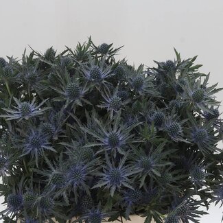 Freshy Eryngium Orion Qstar