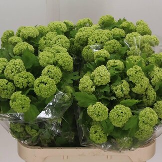Freshy Viburnum Sneeuwbal Ex | Kleur: Wit | 4 koppen | Lengte ± 80 centimeter | Per 10 stelen