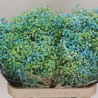 Freshy Gypsophila Kleurbehandeld “Disco Nieuw York” | Kleur: Gemengde Kleuren | Lengte ± 80 centimeter | Gewicht ± 40 gram per tak | Per 25 stelen