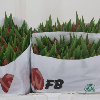 Freshy Enkelbloemige Tulp “Verandi” | Kleur: Rood | Lengte ± 36 centimeter | Gewicht ± 33 gram per tak | Per 50 stelen