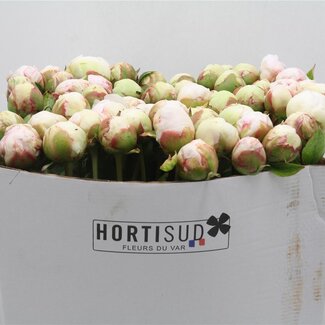 Freshy Paeonia Pioenroos L “Odile” | Kleur: Wit | Lengte ± 70 centimeter | Per 20 stelen