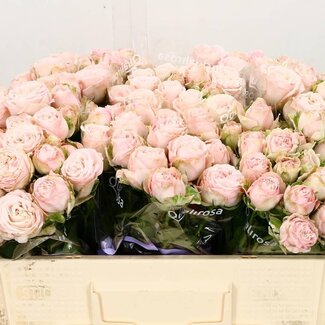 Freshy Trosroos “Bombastic” | Kleur: Wit Roze | Lengte ± 50 centimeter | Per 10 stelen