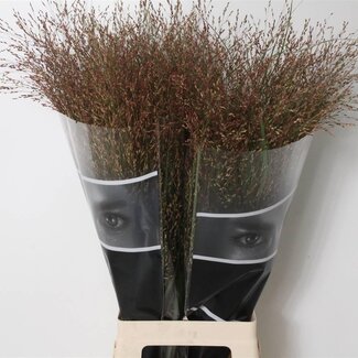 Freshy Panicum Virgatum “Warrior” | Kleur: Groen | Lengte ± 80 centimeter | Per 50 stelen