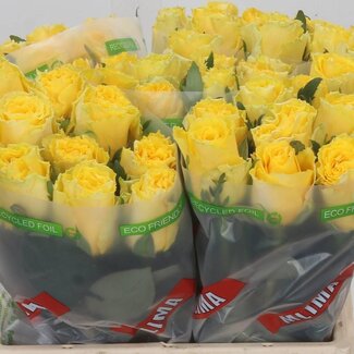 Freshy Grootbloemige Roos “Good Times” | Kleur: Geel | Lengte ± 40 centimeter | Per 20 stelen