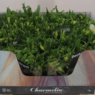 Freshy Alstroemeria Fl Charme Blanca