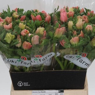 Freshy Anemone Coronaria “Carmel Barbi” | Kleur: Zalm | Lengte ± 45 centimeter | Per 50 stelen