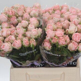 Freshy Trosroos “Bombastic” | Kleur: Wit Roze | Lengte ± 40 centimeter | Per 10 stelen