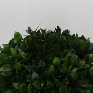 Freshy Ruscus Hypophyllum Muizendoorn | Kleur: Groen | Lengte ± 50 centimeter | Per 50 takken