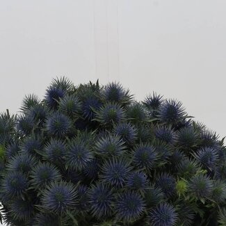 Freshy Eryngium “Magnetar Questar” | Kleur: Blauw | Lengte ± 40 centimeter | Per 20 stelen