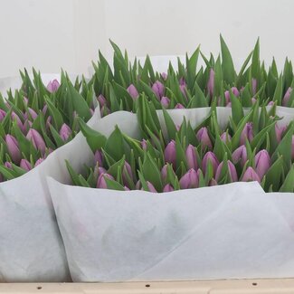 Freshy Tulp enkel Candy Prince