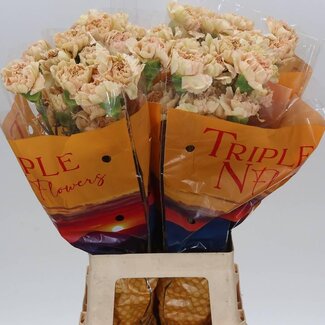 Freshy Lange Anjer “Cappuccino” | Kleur: Bruin | Lengte ± 65 centimeter | Per 20 stelen