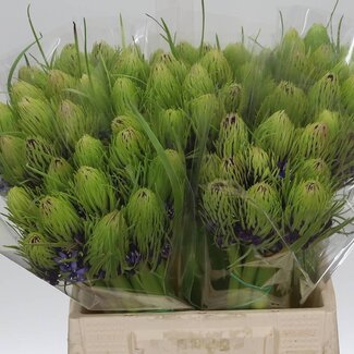 Freshy Scilla Peruviana | Kleur: Paars | Lengte ± 40 centimeter | Per 20 stelen