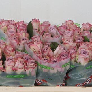 Freshy Grootbloemige Roos “Memory Lane” | Kleur: Roze | Lengte ± 50 centimeter | Per 20 stelen