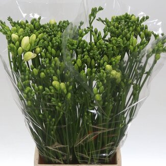 Freshy Dubbelbloemige Freesia “Riga” | Kleur: Wit | Lengte ± 58 centimeter | Gewicht ± 24 gram per tak | Per 50 stelen