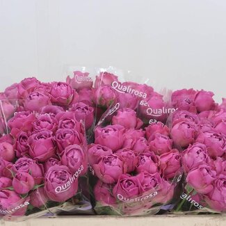 Freshy Trosroos “Misty Bubbles” | Kleur: Paars | Lengte ± 50 centimeter | Per 10 stelen