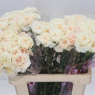 Freshy Hollandse Anjer “Peach Tea” | Kleur: Wit | Lengte ± 60 centimeter | Per 20 stelen