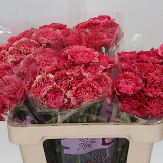 Freshy Hollandse Anjer “Ipanema” | Kleur: Roze | Lengte ± 55 centimeter | Per 20 stelen