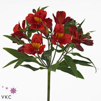 Freshy Alstroemeria “Hot Pepper” | Kleur: Rood | Lengte ± 75 centimeter | Gewicht ± 55 gram per tak | Per 20 stelen
