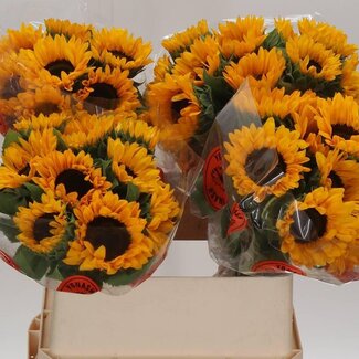 Freshy Helianthus Annuus “Orange Fire” | Kleur: Geel | Lengte ± 80 centimeter | Per 10 stelen