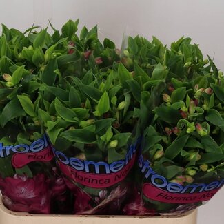 Freshy Alstroemeria Fl “Noa” | Kleur: Rood | Lengte ± 75 centimeter | Per 10 stelen
