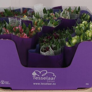 Freshy Alstroemeria “Gemengd” | Kleur: Gemengde Kleuren | Lengte ± 75 centimeter | Gewicht ± 75 gram per tak | Per 30 stelen