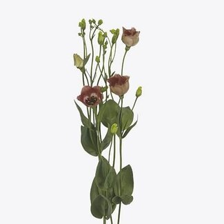 Freshy Eustoma Enkelbloemig Bohemian Choco