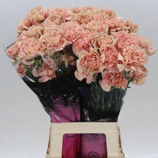 Freshy Anjer Lang Caramel